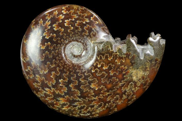Polished, Agatized Ammonite (Cleoniceras) - Madagascar #97309